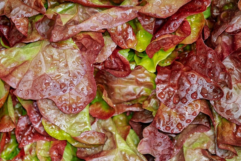 Springtime Salads